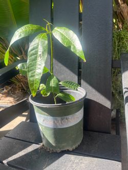 Mango tree