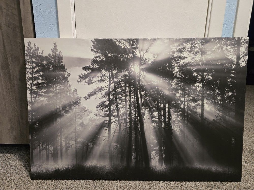 Dawn Through Pines Canvas Wall Decor