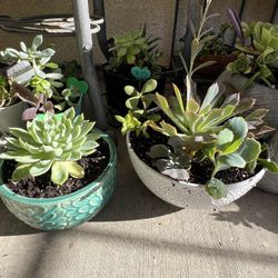 Beautiful Succulents 