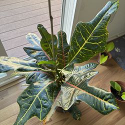 Croton Plant