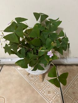 5” Shamrock oxalis Regnelli plant