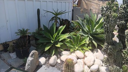 Fox Tail  Agave medium and large