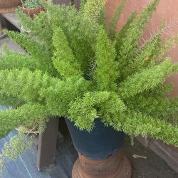 Plants