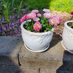 Potted Outdoor Plants