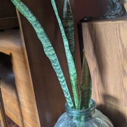 For Sale Large Snake Plant In Glass Pot. $75