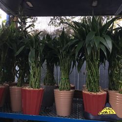 Lucky Bamboo In Ceramic Pot. SPECIAL PRICE !🤩