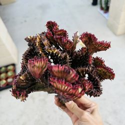 Euphorbia Ghost Crest Imported