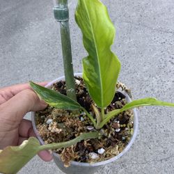 Philodendron Caramel Marble Variegated Sprouted Mid Cut Rooted 