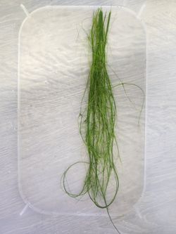 Hairgrass – Live Aquarium Carpet Plant