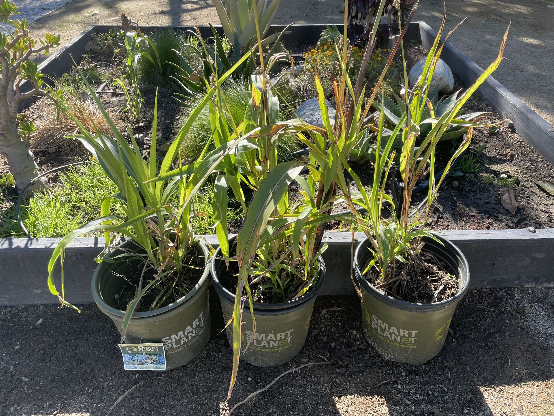 Outdoor Plants For Free