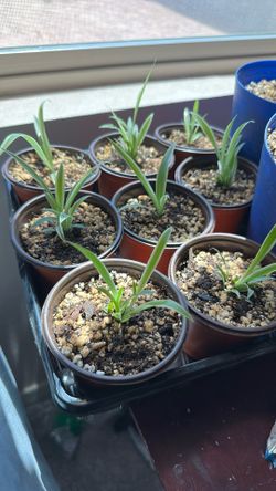 Spider Plant Babies