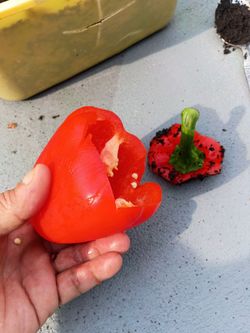 Red and yellow hot pepper trees