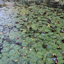 LILY PADS CHEAPPP