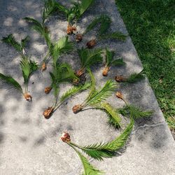 Small Sega Palms 