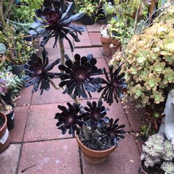 Large Black Rose Succulent Plant