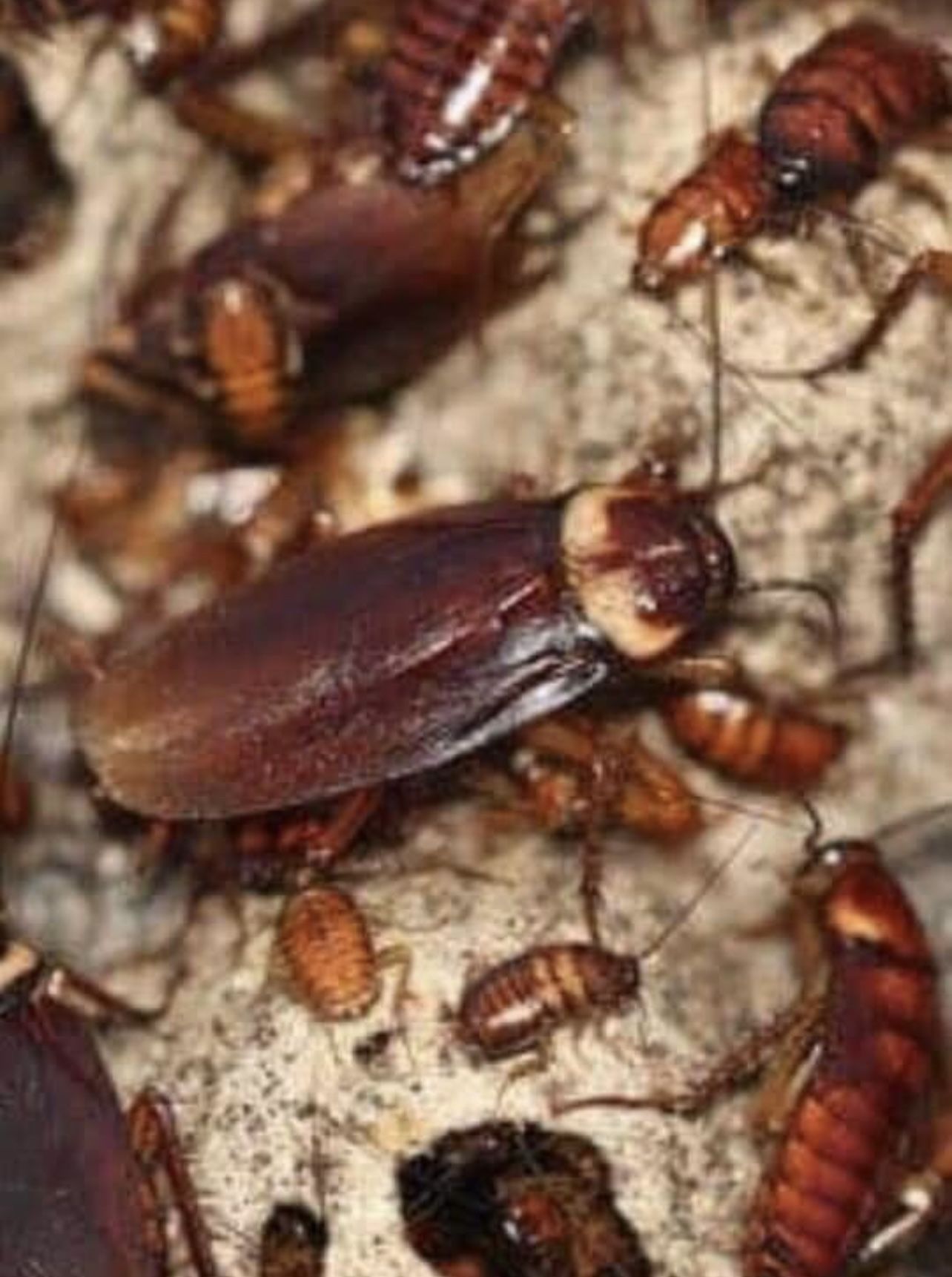 Don’t Let Your Whole House Become Infested Contact Us Now