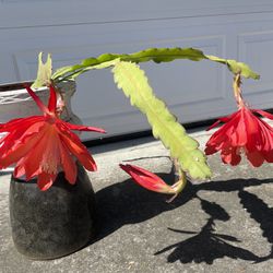 Orchid Cactus- Epiphyllum -Red-Potted  