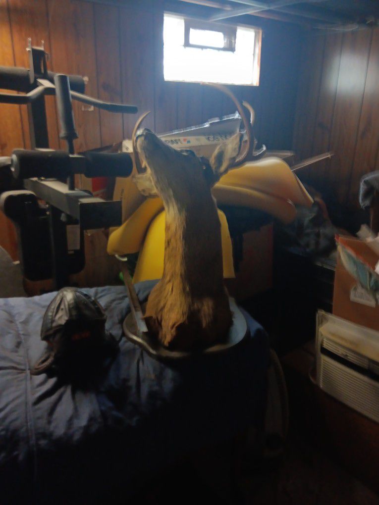 Mounted Buck