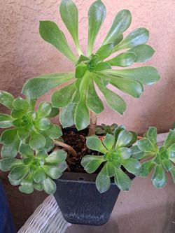 Bonita Planta Suculenta 