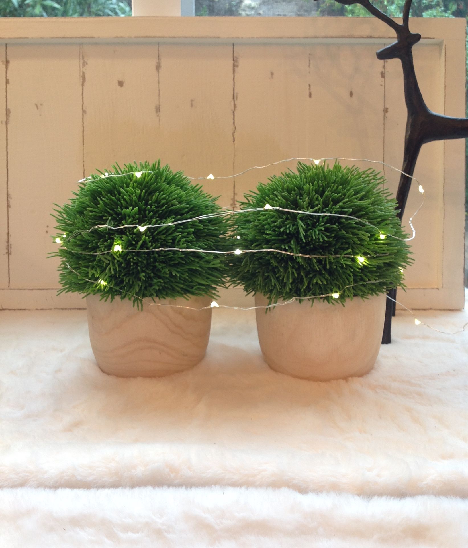 NEW TWO EVERGREEN ROUND FORM TOPIARY IN LIGHT WOOD POTS