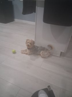 Benji