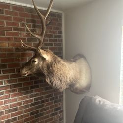 Complete Real Elk Wall Mount
