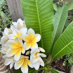 Plumerias Listas Para Plantar