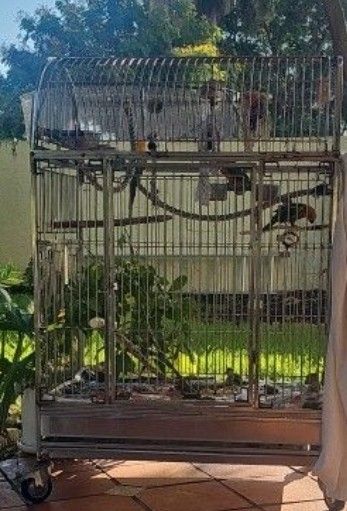 STAINLESS STEEL SUN CONURE π¦π¦π¦ COTORRA DEL SOL
