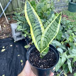 Snake Plant, Sansevieria, Mother In Law Tongue Houseplant