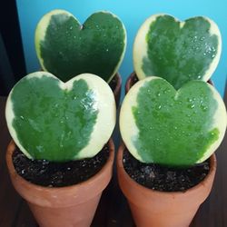 Variegated Heart Hoya Kerrii Plant