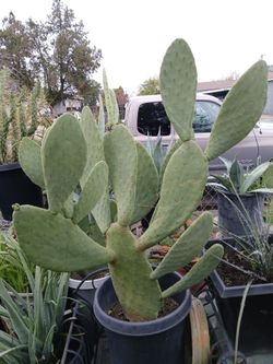 Cactus 4ft
