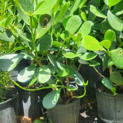 Beautiful Clusias Plants For Privacy!!! About 2 Feet Tall!! Fertilized 