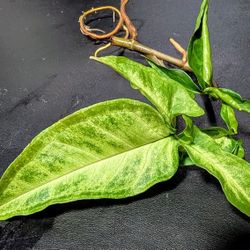 RISKY: Syngonium Angustatum Albo Variegated Plant - LIKELY REVERTED