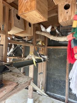 Bird Cage
