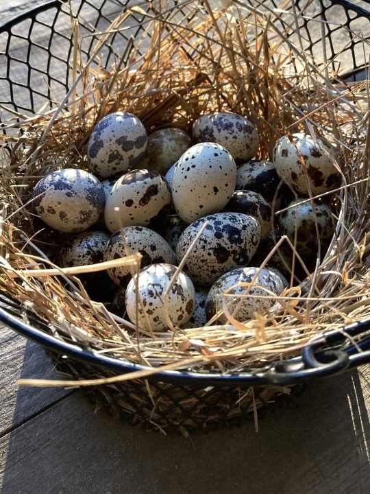Fresh Quail Eggs