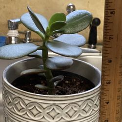 Jade Plant