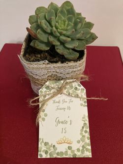 Party Favor Succulents 