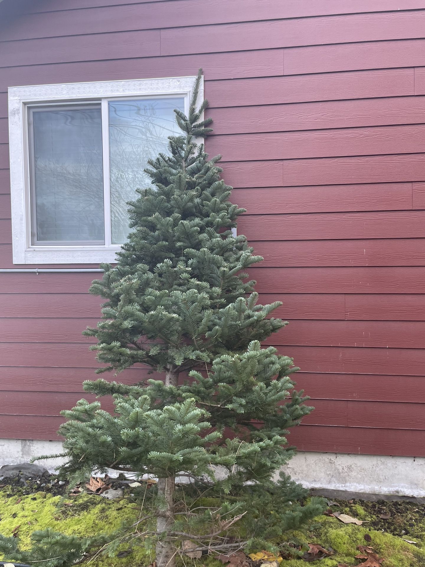 Noble Christmas Trees - 1 Left!
