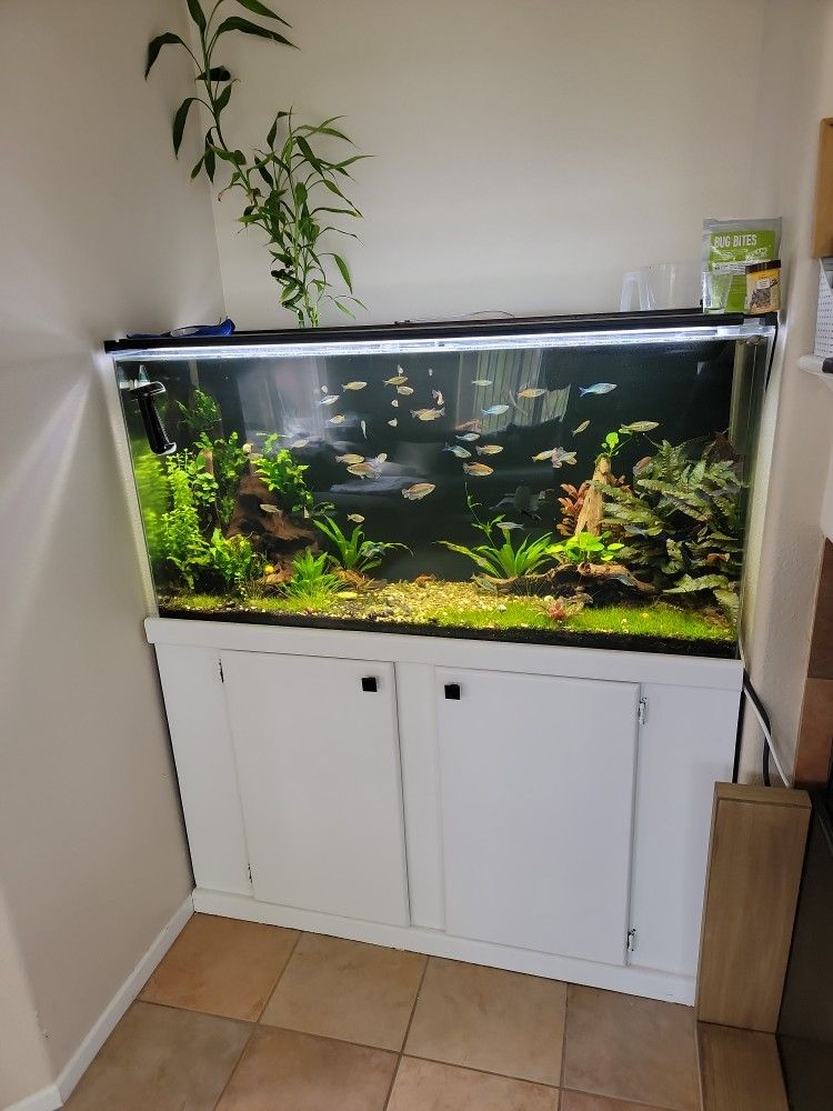 90 Gallon Acrylic Aquarium for Sale in Temecula, CA OfferUp