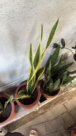 Snake Plant