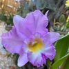 Orchid Lovers Check /Profile 