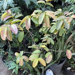 Yellow guava fruit tree