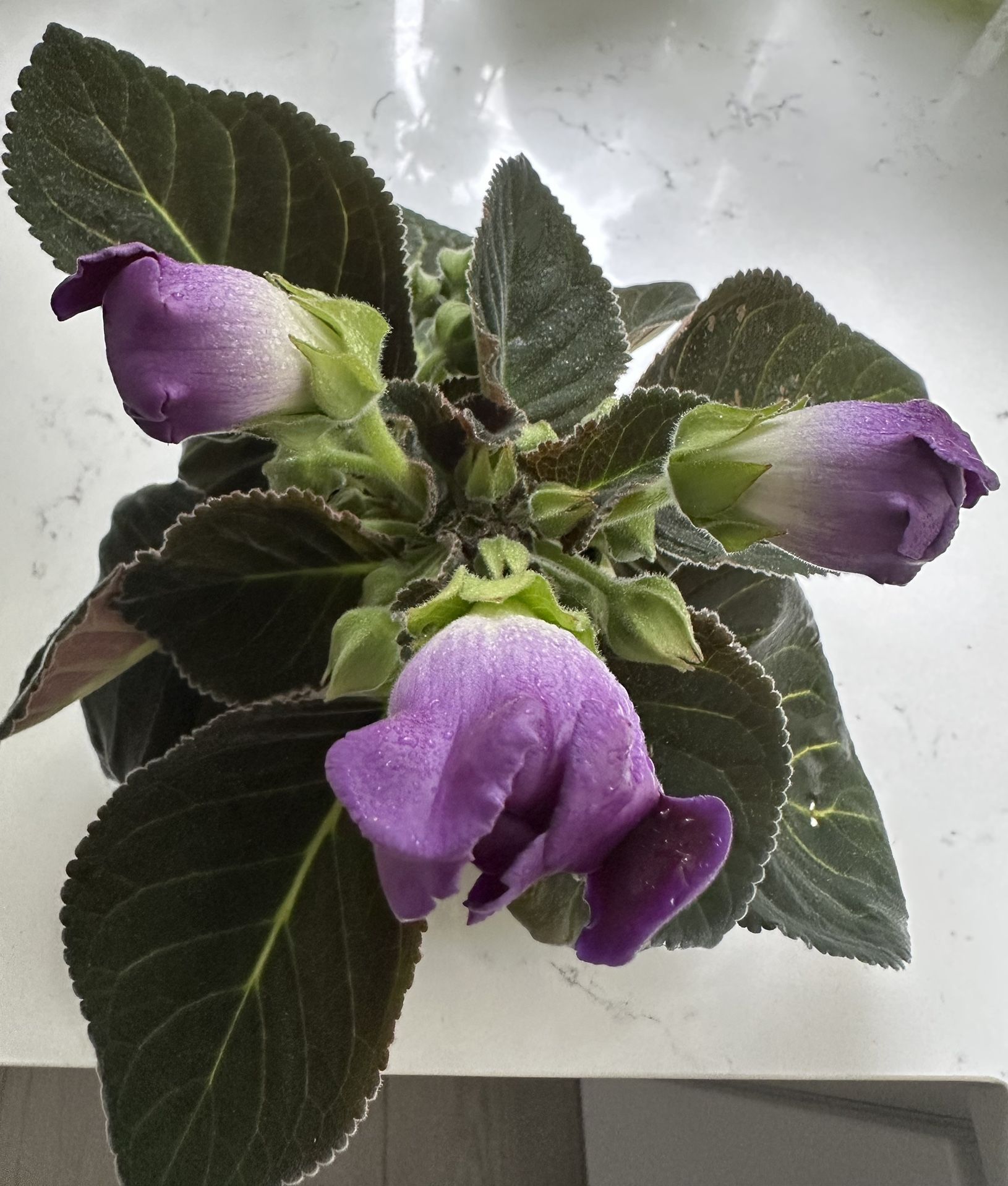 Gloxinia (Sinningia speciosa)