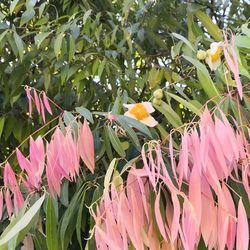 LIVE PLANT 2ft Mesua ferrea Ceylon ironwood Nagkesar Cobra saffron FRAGRANT