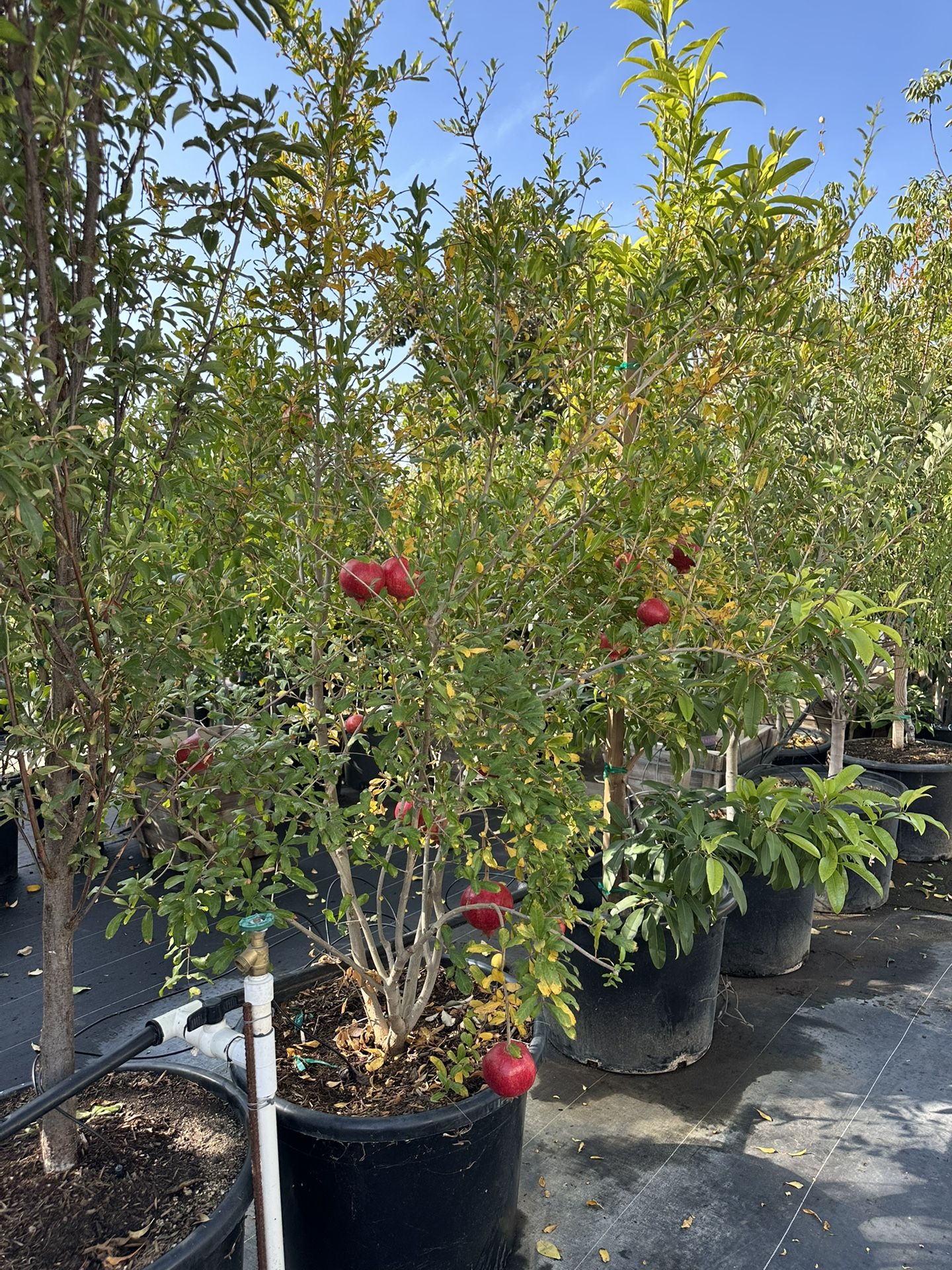 Wonderful Pomegranate Granada Tree 25gal
