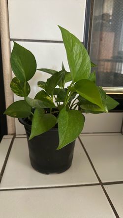 Plants in Black Nursery Pot
