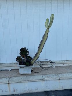 Cactus plants 2 and succulents