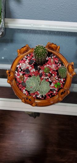 Indoor House Plant Real