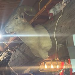 Taxidermy big horn sheep