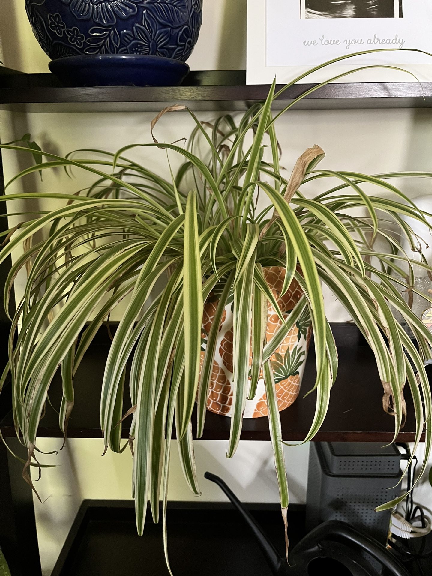 Spider Plant